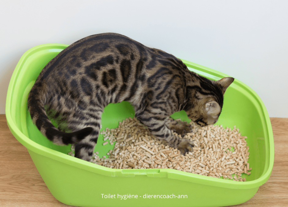 WAAROM PLASSEN KATTEN BINNEN?